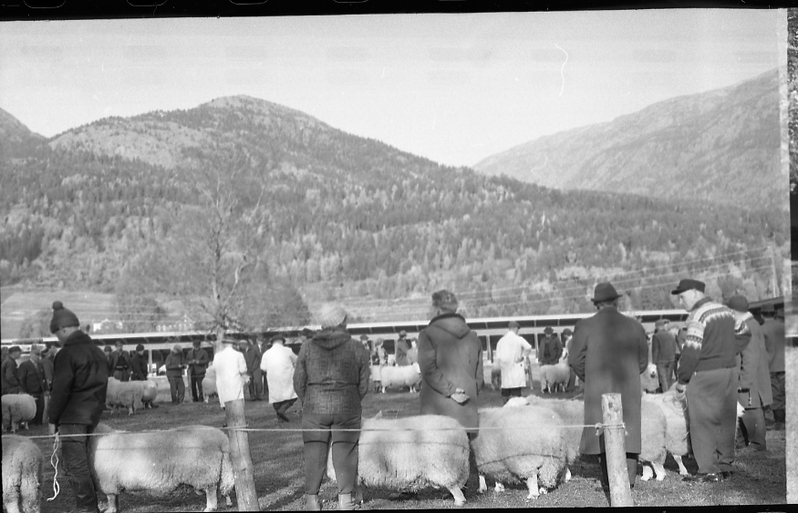 Mønstring av bøkår.