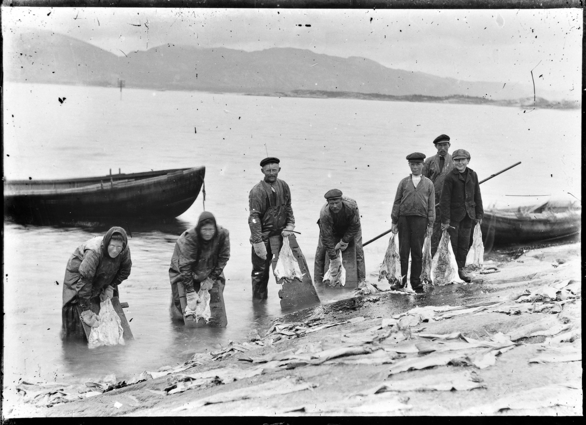 Klippfiskarbeid. Flekt og saltet fisk blir vasket i sjøen, Eidem, Åfjord
