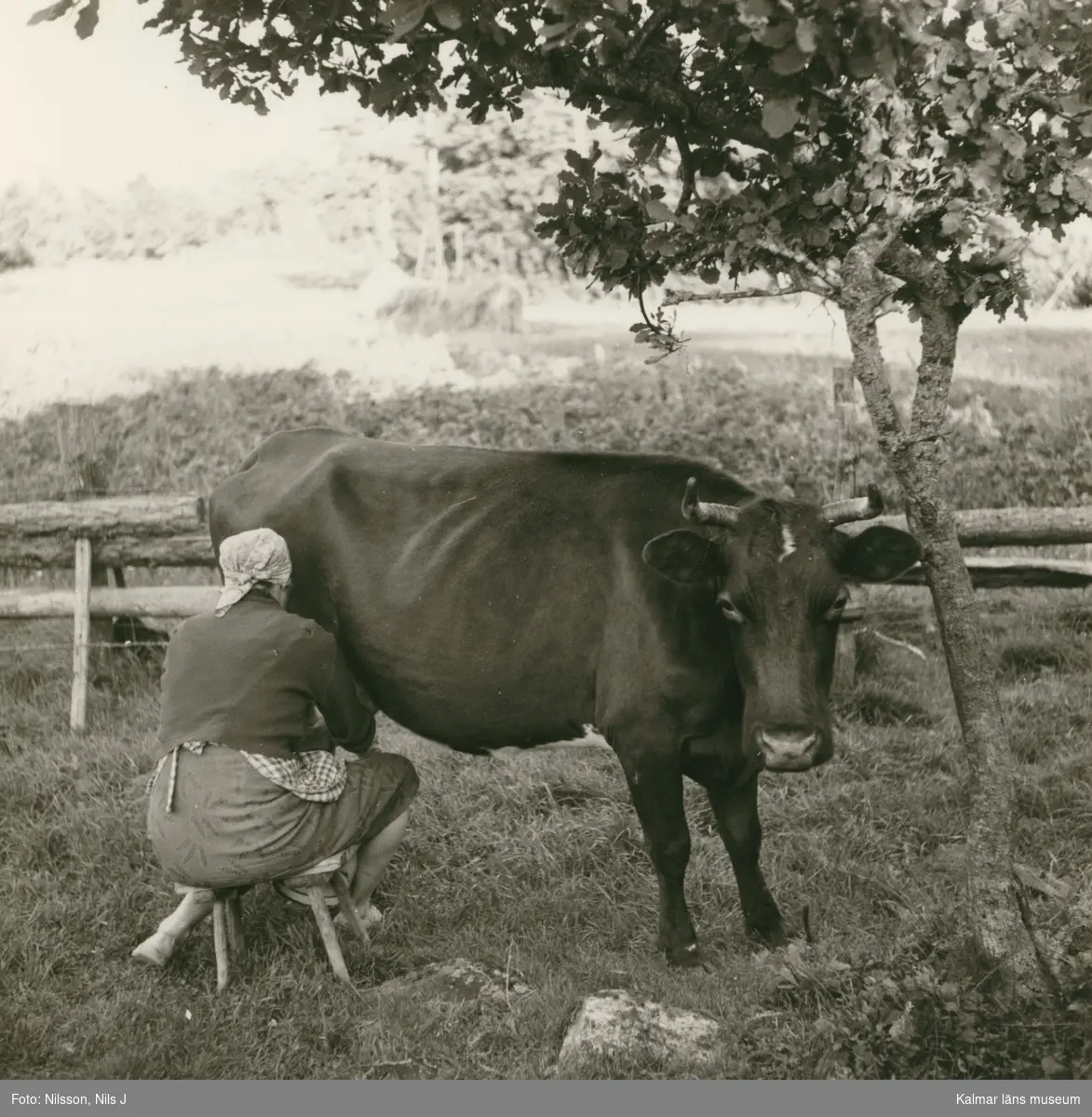 Korna mjölkas.