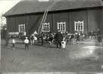 Från Björkhult 1915, kanske är det kalvar som ska släppas ut på bete på våren.