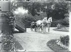 Landå med kusk och vita parhästar i Falsterbo, tidigt 1900-tal.