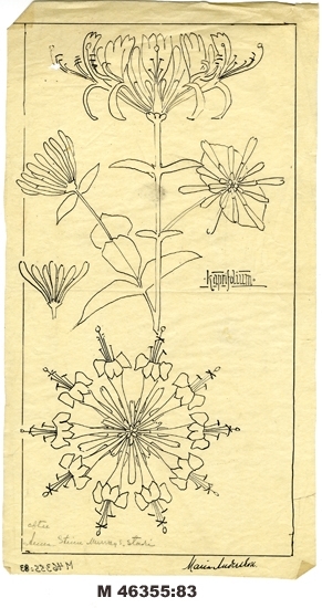 Tuschteckning på smörpapper.
"Kaprifolium, efter Anna Stina Murrays studie".