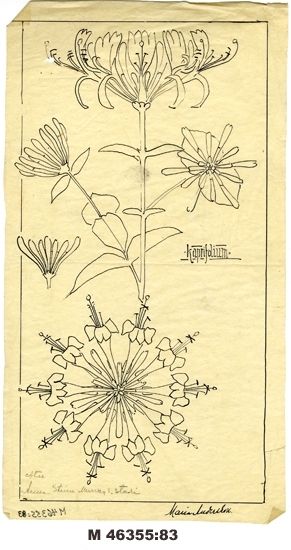 Tuschteckning på smörpapper.
"Kaprifolium, efter Anna Stina Murrays studie".