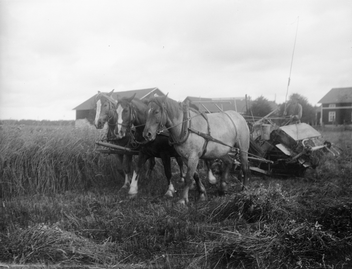 "Manne Johanson Sevasta med självbindarn", Altuna socken, Uppland 1921