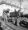 Potatisplockning i Mackmyra, Valbo m.fl. orter. Från folkskolorna.  Den 28 september 1949 - augusti 1950