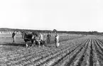 Potatisplockning i Mackmyra, Valbo m.fl. orter. Från folkskolorna. Den 28 september 1949 - augusti 1950