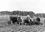 Potatisplockning i Mackmyra, Valbo m.fl. orter. Från folkskolorna. Den 28 september 1949 - augusti 1950