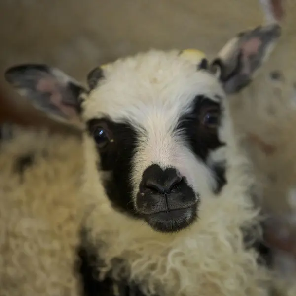 Sort og hvitt lam. 
