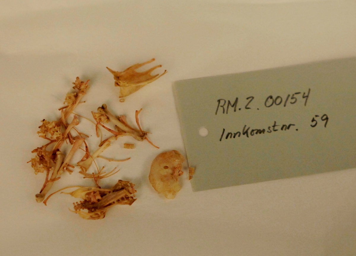 1 individ
Totalvekt 58 gram
Vingelengde 10,3
Lengde tars 2,3
Nebblengde 1,2
Lengde stjert 6,9
Skjelettmateriale, skinn, vevsprøve
