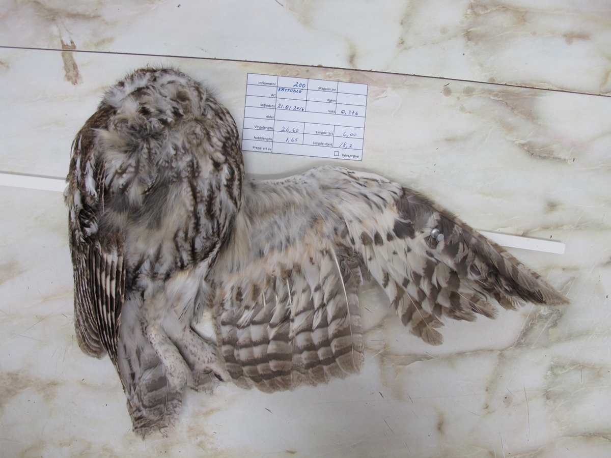 1 individ.
Totalvekt 376 gram.
Vingelengde 26,6
Lengde tars 6
Nebblengde 1,65
Lengde stjert 18,2
Skjelettmateriale
Skinn
Vevsprøve
