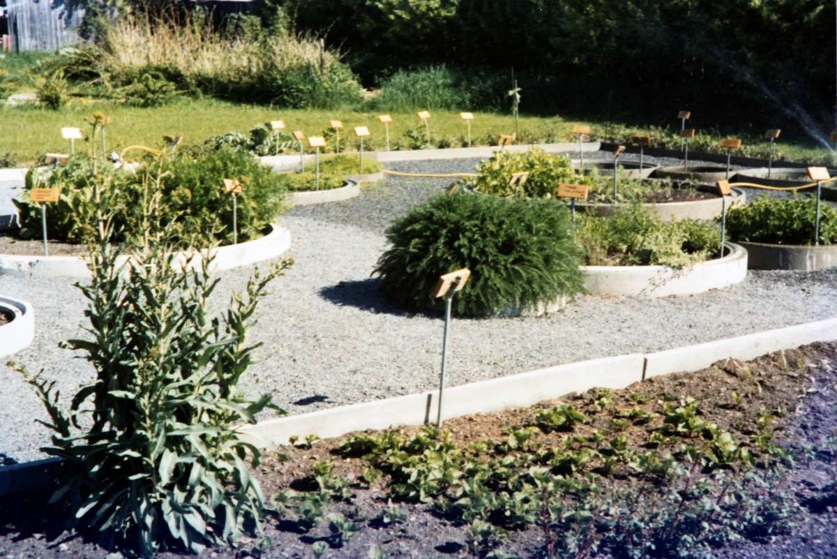 Urtehagen, Domkirkeodden. Anlagt og åpnet i 1975. Bildet antatt å være fra 1975-76.