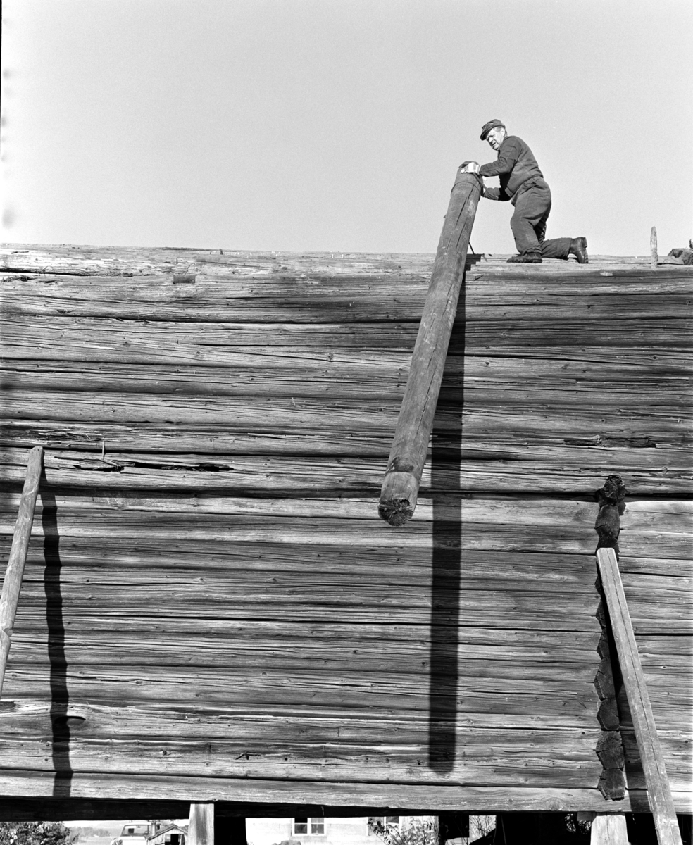 Heggenhaugen gård, Gaupen. Nedtaking av stabbur. 1980. Flyttet til Domkirkeodden. Tømmer, museumshåndverker Kristian Sørlundsengen, tømmer,lafting HDH.36.