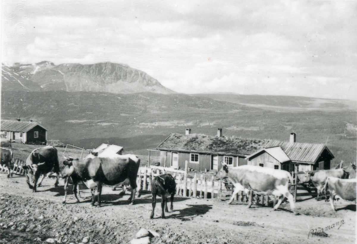 Torsetstølane med utsikt mot Skogshorn.