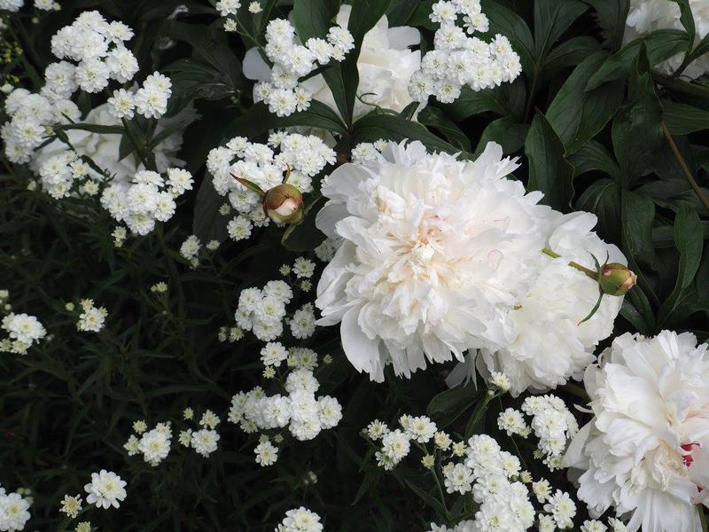 Fylt nyseryllik (Achillea ptarmica 'Flore Pleno')