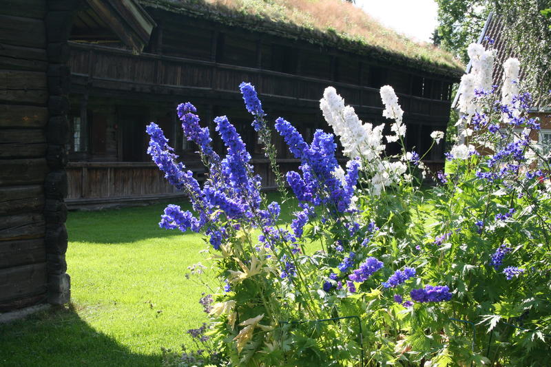 Hageridderspore (Delphinium elatum-gruppen)
