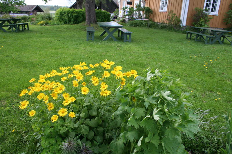 Smågullkorg (Doronicum orientale)