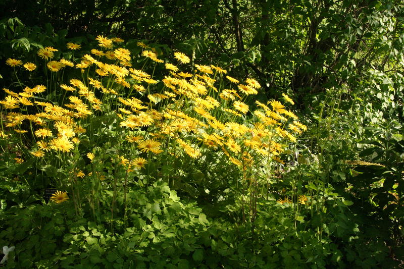 Balkangullkorg i hageskyggen