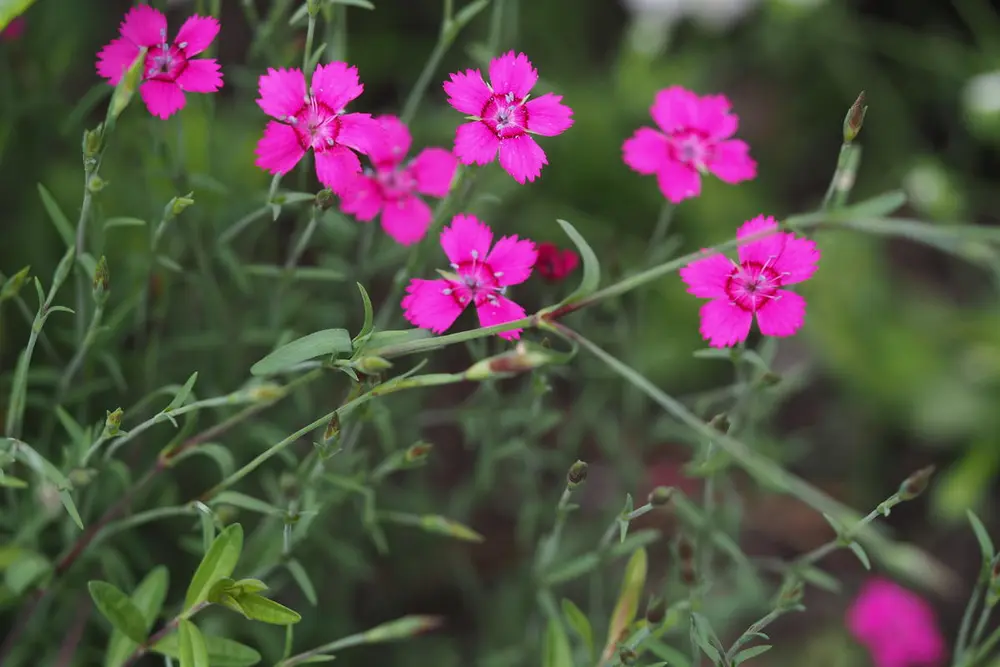 Engnellik/Dianthus deltoides