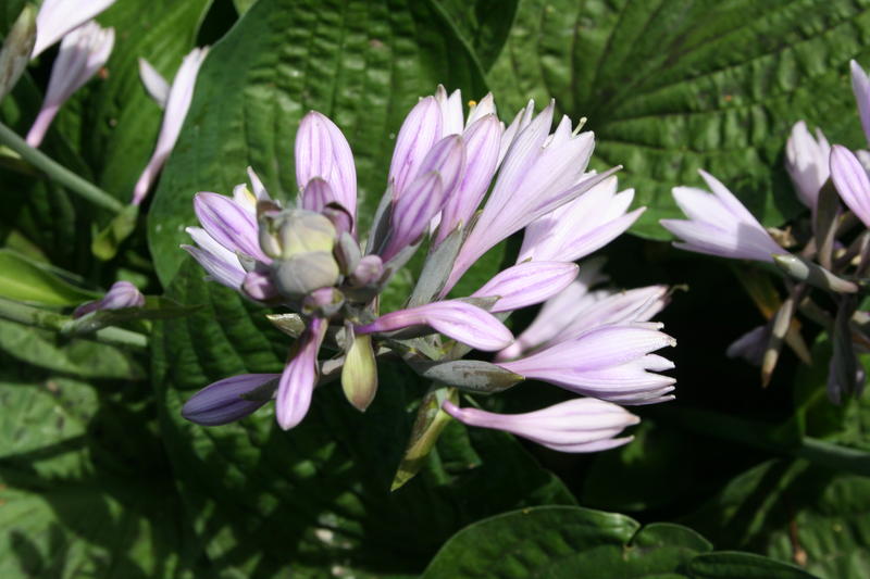 Breibladlilje/Hosta sieboldiana-gruppen