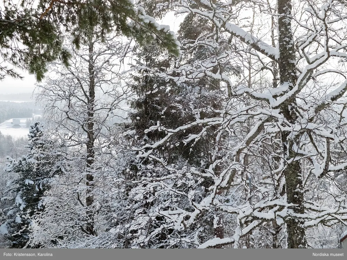 Vilhelmina, snö, Arktis