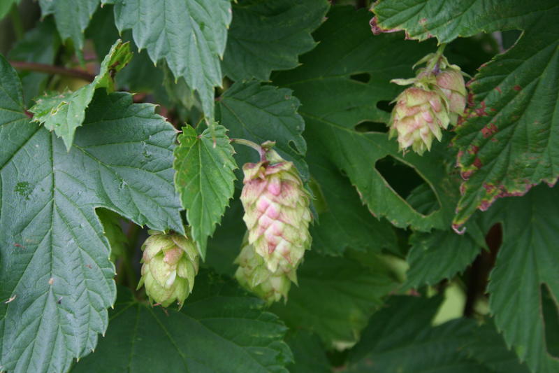 Humle/Humulus lupulus