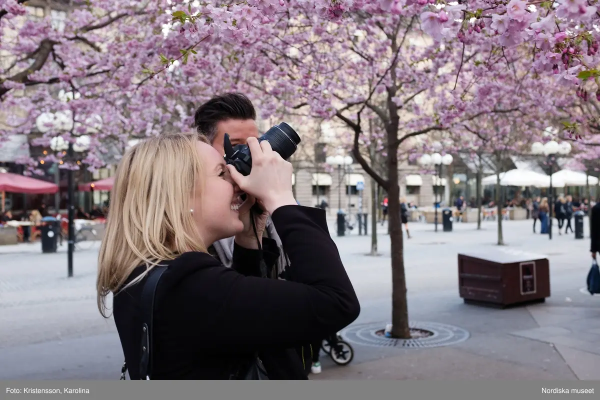 Körsbärsträden blommar i Kungsträdgården