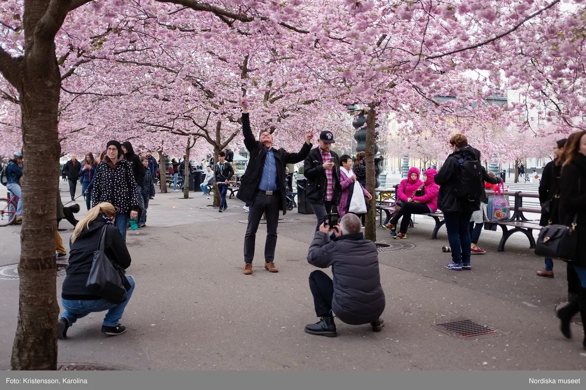 Körsbärsträden blommar i Kungsträdgården