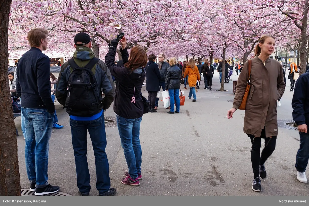 Körsbärsträden blommar i Kungsträdgården