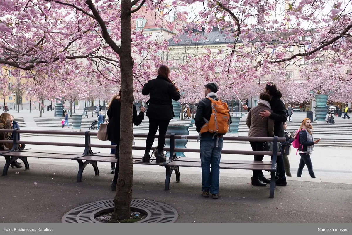 Körsbärsträden blommar i Kungsträdgården