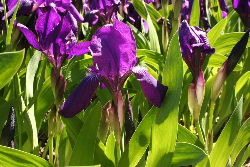 Kjerringiris/Iris aphylla