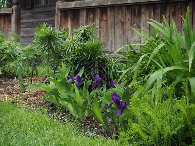 Kjerringiris/Iris aphylla