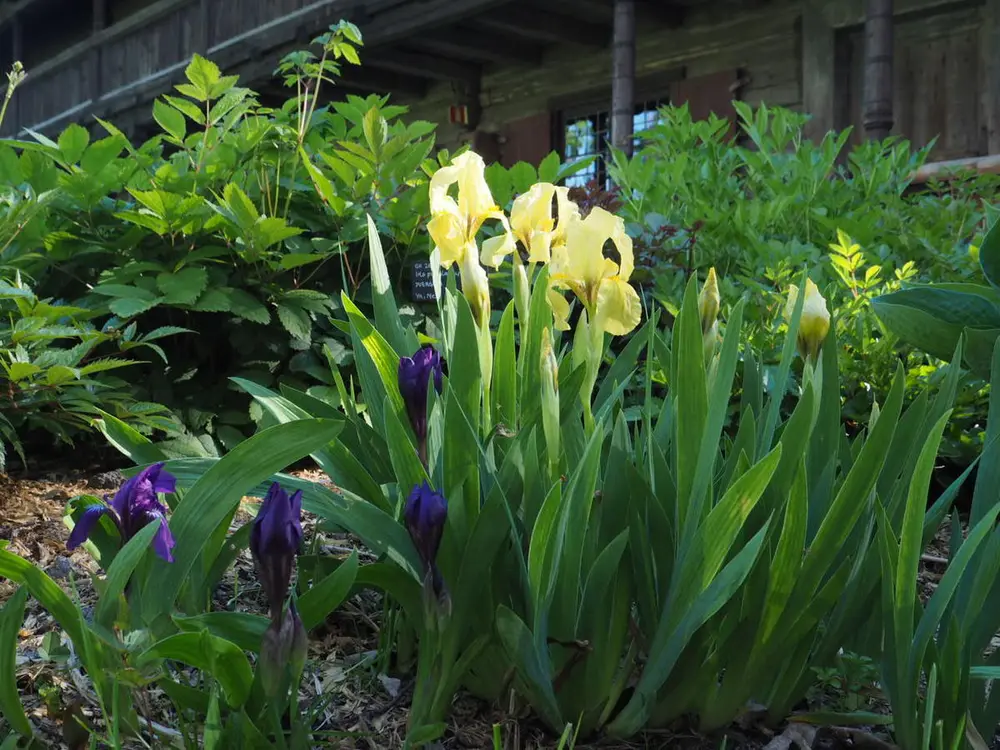 "Balkaniris"/Iris reichenbachii