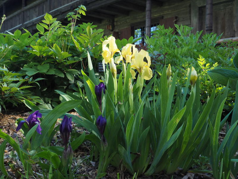 "Balkaniris"/Iris reichenbachii