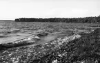 Vågor mot Storsjöns strand. Foto 1938.