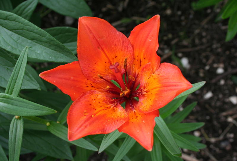 Brannlilje/Lilium bulbiferum var. bulbiferum
