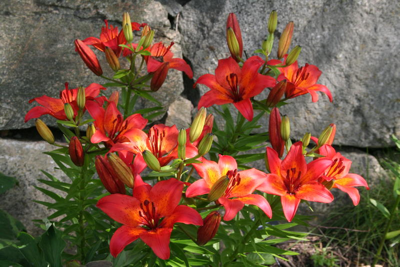 Lilium x hollandicum/Mørk rød hagelilje fra Sørumsand
