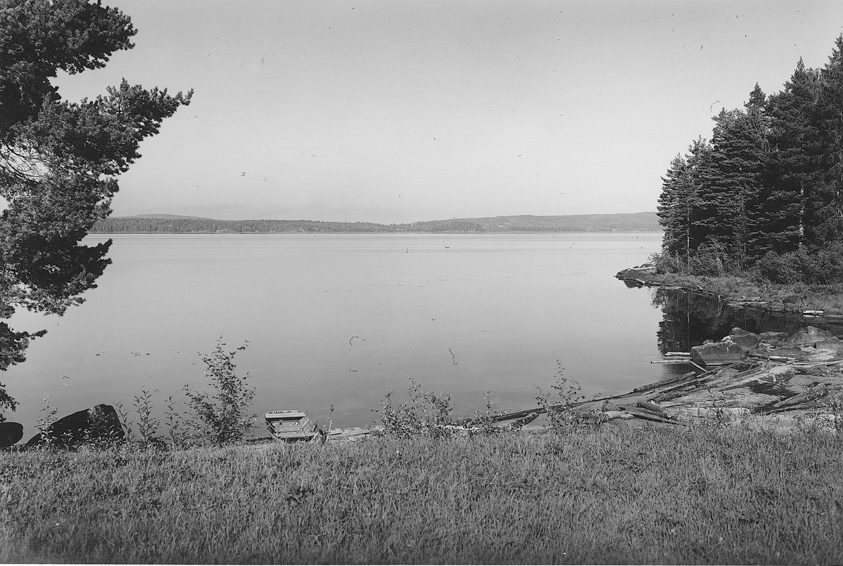 Skog, Hälsingland