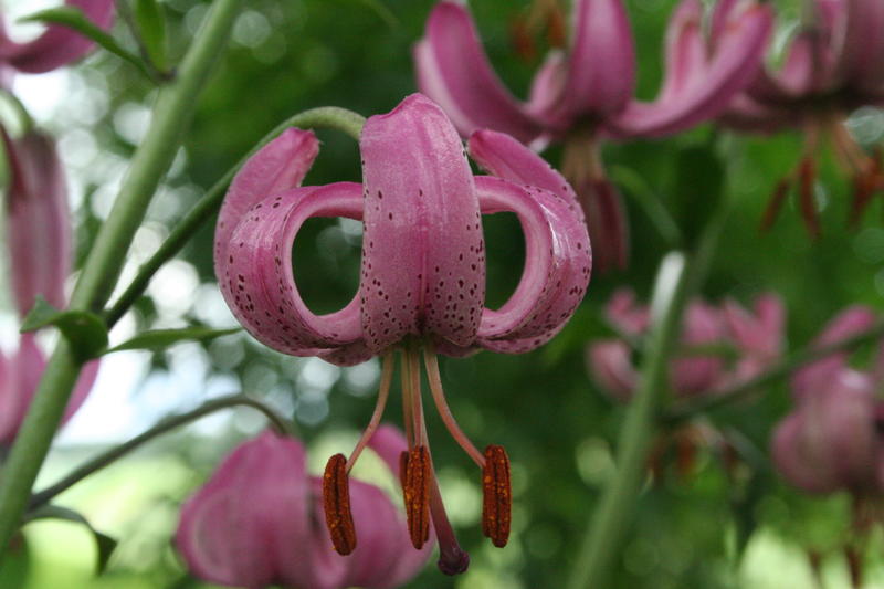Martagonliljer/Lilium martagon