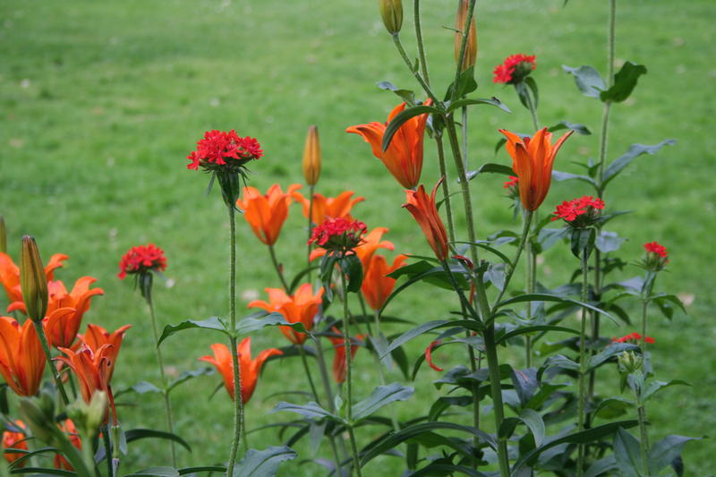 Brennende kjærlighet og safranlije (Lilium bulbiferum var. croceum)