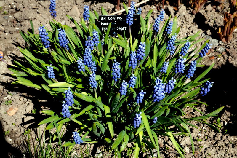 Perleblom/Muscari botryoides