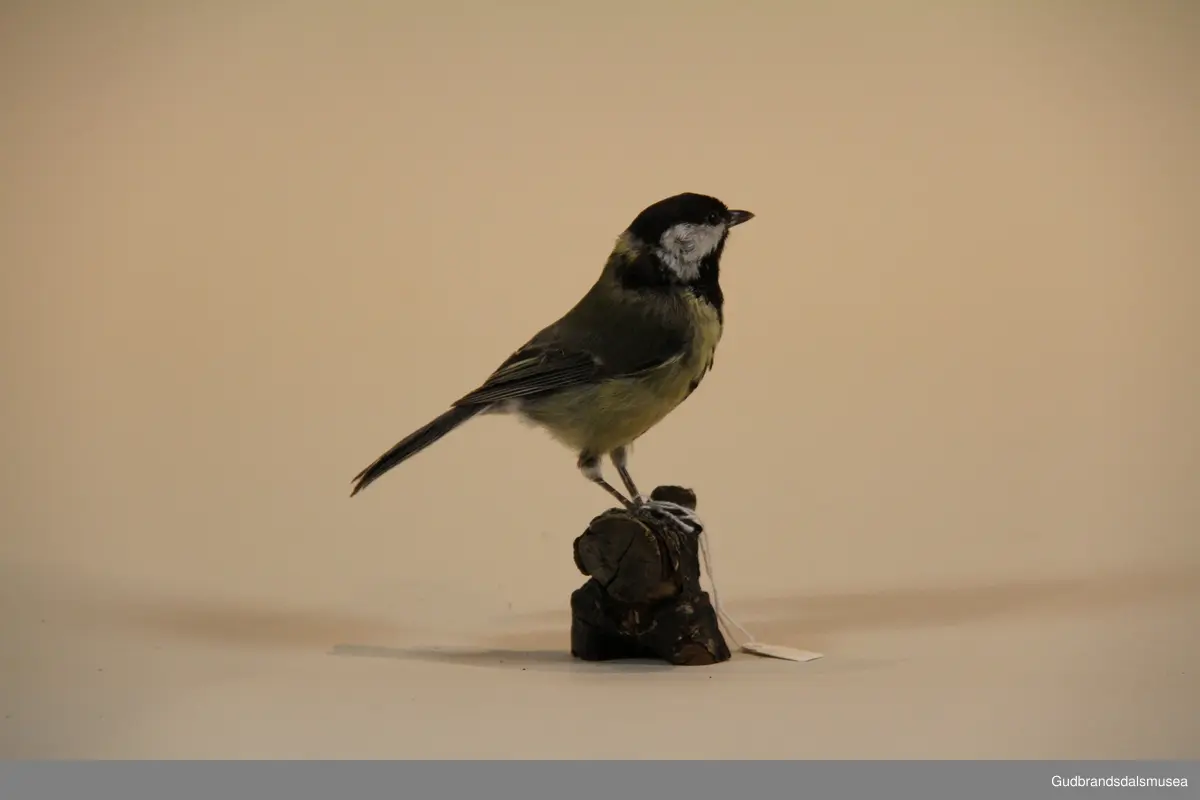 Kjøttmeis, Parus major, er både den største og den mest utbredte arten i meisefamilien. Kjøttmeisa er lett gjenkjennelig på sitt gule bryst og svarte midtstripe. Hodet er svart med hvite kinn. Ryggen er grønnaktig med et smalt hvitt vingebånd over de blågrå vingene. Arten hekker gjerne i fuglekasser, og legger 6–13 hvite egg med røde prikker. Den har ofte to kull. Hunnen ruger alene, men ungene mates av begge foreldrene til de forlater reiret i fullvoksen størrelse etter 16–21 døgn. I Norge finnes den i all slags skog over hele landet, men er mest tallrik i lavlandets løvskoger og blandingsskoger. De fleste kjøttmeiser er stort sett stedbundne.