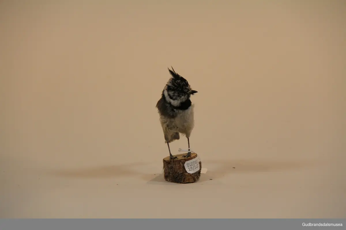 Toppmeis, Lophophanes cristatus, art i meisefamilien. Den veier 10–12 g som er litt mer enn svartmeis, lengde 10 cm. Skilles fra andre meiser på den svarte og hvite fjærtoppen på hodet og svart-hvitt mønstret hode. Oversiden er brunaktig, undersiden lys grå. Legger 4-6 hvite egg med brune flekker som ruges av hunnen. Ungene mates av begge foreldrene og forlater redet etter 18-22 dager. De er avhengig av foreldrene i tre uker etter å ha forlatt redet. 
En utpreget barskogsfugl som hekker relativt vanlig i gammel og lavrik granskog og i furuskog på Sør- og Østlandet og i områdene rundt Trondheimsfjorden. På Vestlandet finnes den spredt med hovedtyngden langs kysten av Hordaland og Rogaland. Trolig vår mest stasjonære meis. Den er bofast i territoriet hele livet.