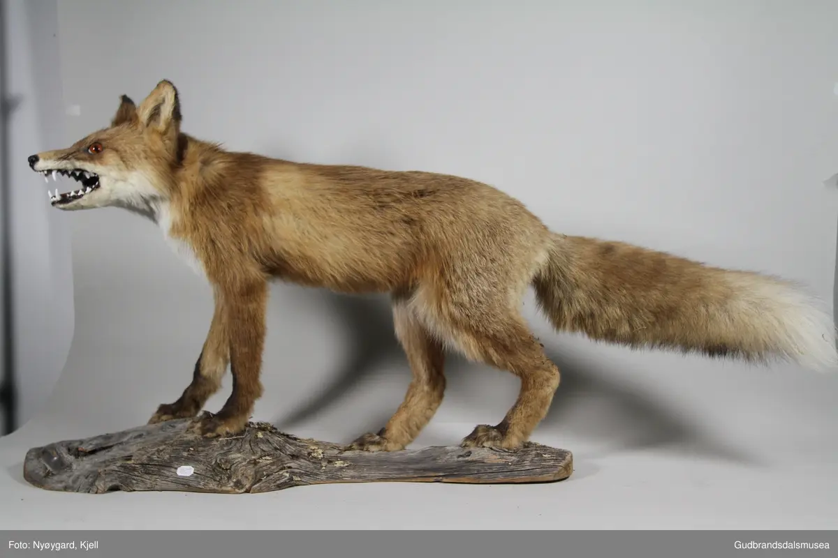 Rødrev, rovpattedyr i hundefamilien. Fra Lom, preparert 1971, montert på oppsats av ubehandlet tre. Vinterpels med tett underull. Pelsen er rødlig men hvit på bryst, hals, snute, kinner og halespiss; svart/mørkbrun på nedre deler av forbein og baksiden av ører. Korslignende mønster over ryggen, der en mørkere stripe renner nedover nakken og ryggkammen, og en tilsvarende mørk stripe danner et kors på tvers over skuldrene på dyret. Lang, bustete hale, rundt en tredjedel av samlet kroppslengde. Lange bein og liten kroppsvekt (3-10 kg) gjør den til en god løper.