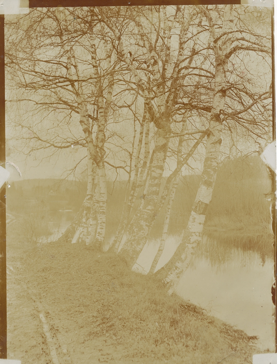 Fekjan, Neselva