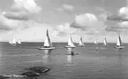 Furuvik, Segelregatta