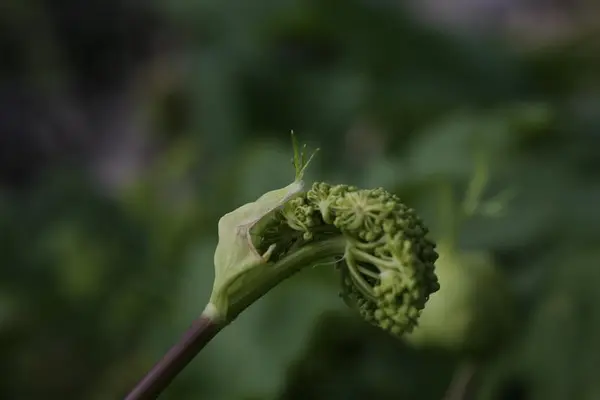 En bristende blomsterknopp av fjellkvann har små, grønne perler som vil sprette ut snart.