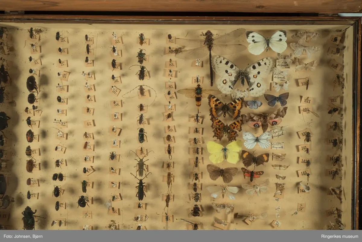 Stor insektsamling montert i et trekasse med glasslokk. 150 forskjellige norske insekter.
Samlingen er brukt  i naturfagundervisningen ved Hønefoss skole