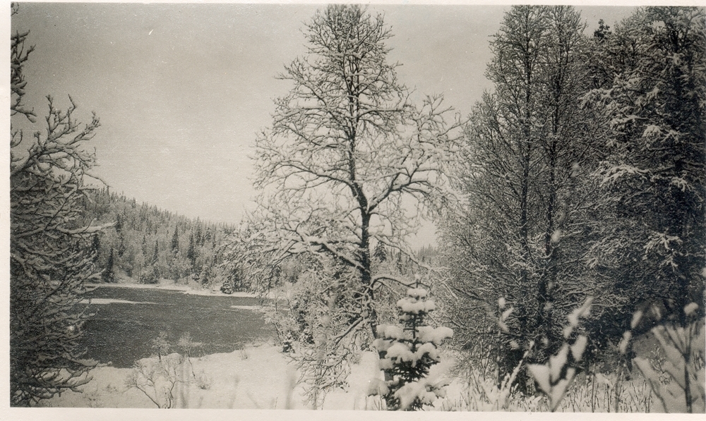 Skogkledt landskap, elv, vinter og snø.