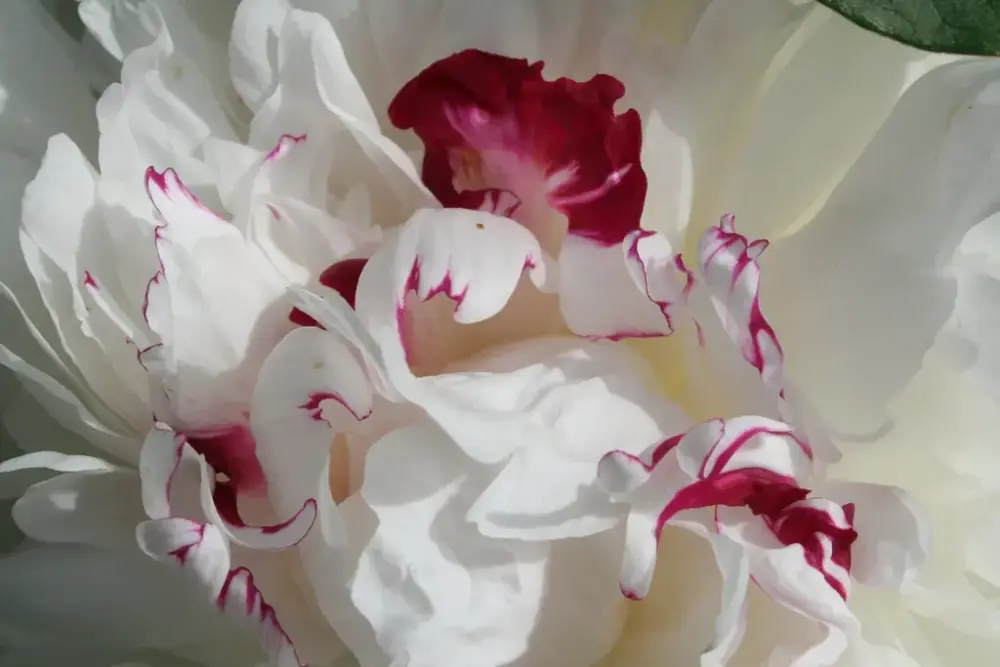 Paeonia lactiflora 'Festiva Maxima'