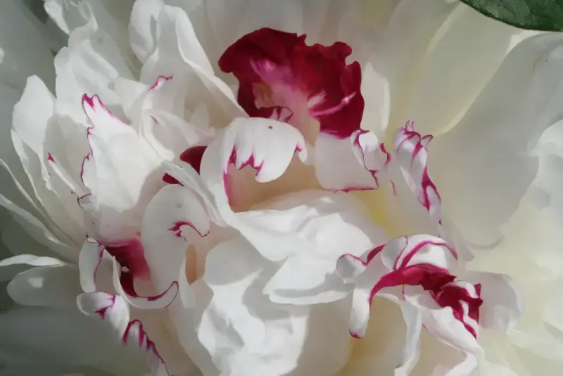 Paeonia lactiflora 'Festiva Maxima'